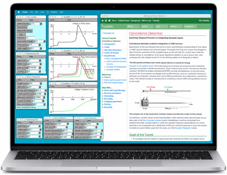 Neurons in Action on a laptop: NEURON simulation panels and voltage graphs beside the Coincidence Detection tutorial