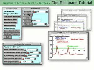 Play the video &ldquo;Neurons in Action In Depth&rdquo;